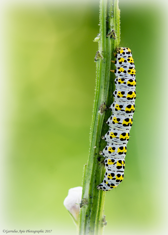 Caterpillar of the mullein moth (Cucullia verbasci)