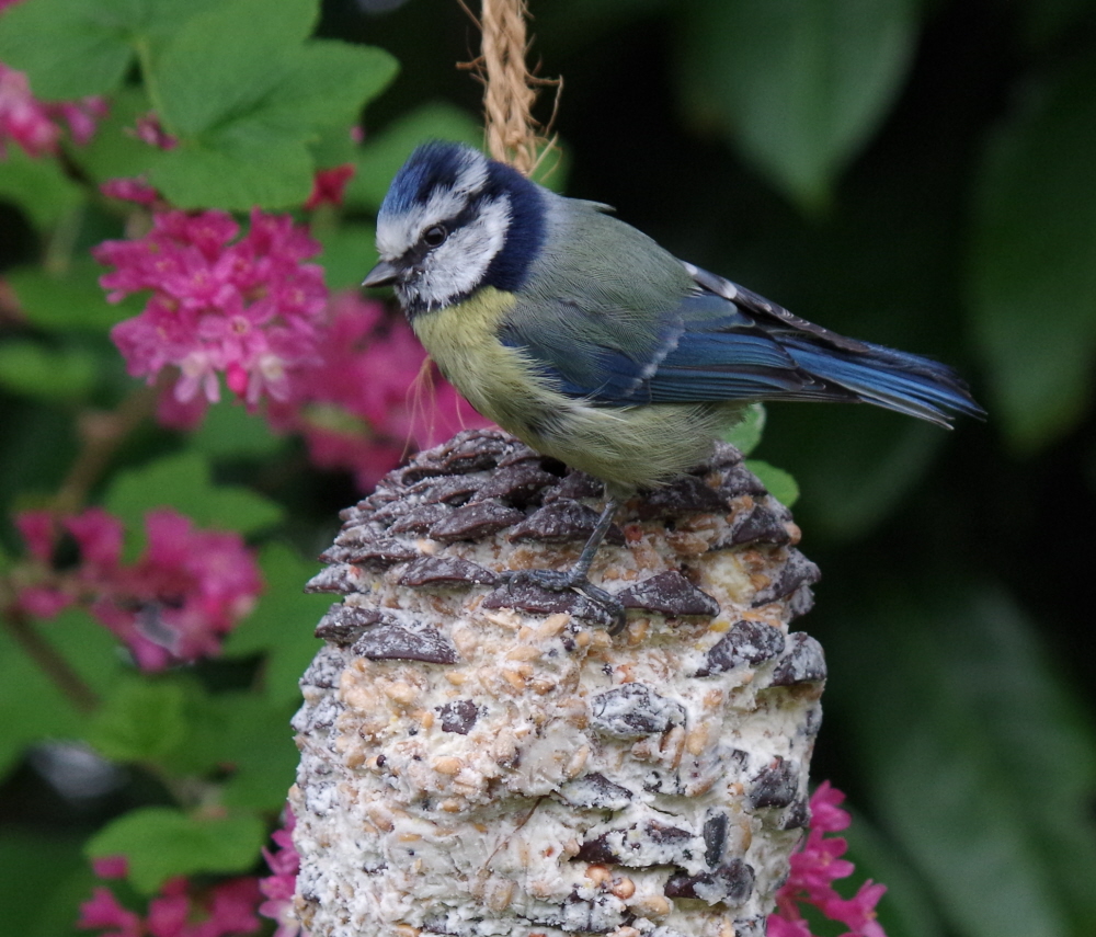 Cheeky Chappie