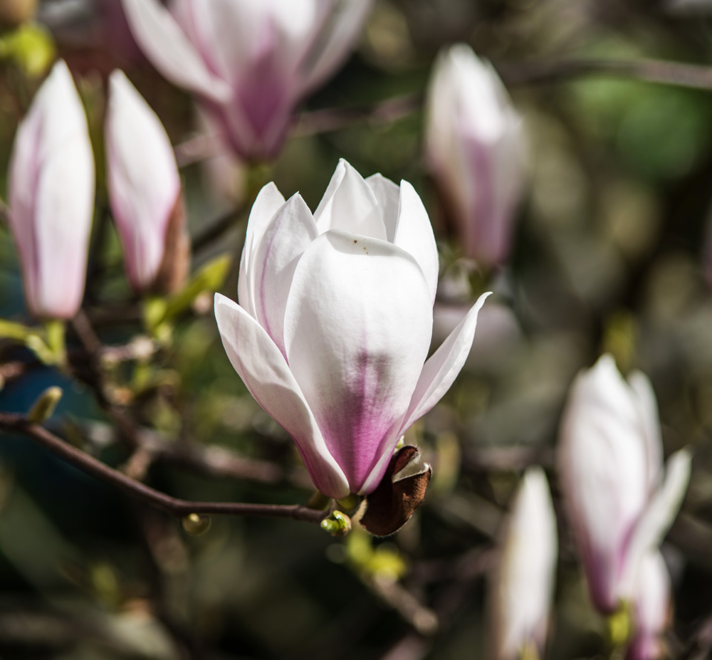 Our Magnolia