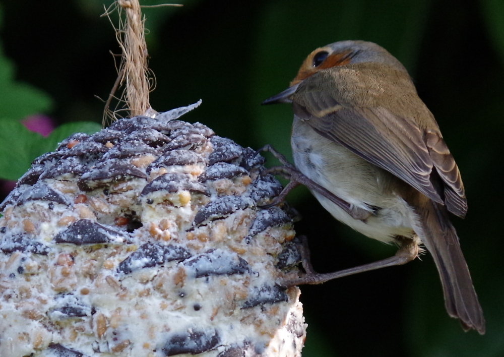 Robin mining a fatball