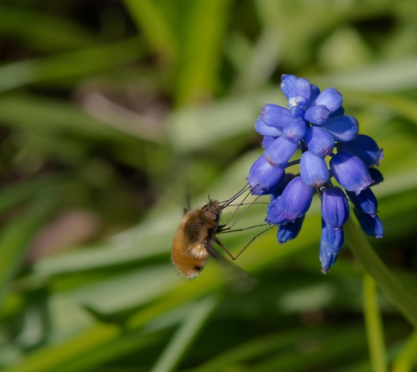 Bee Fly