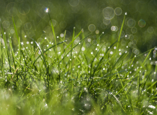 Bubble Bokeh