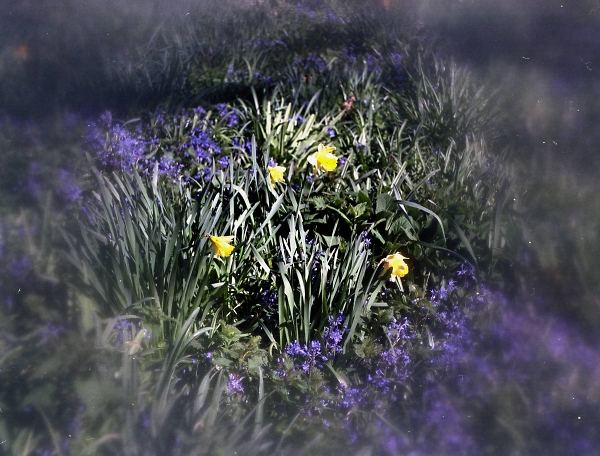 Center Spot Daffodils