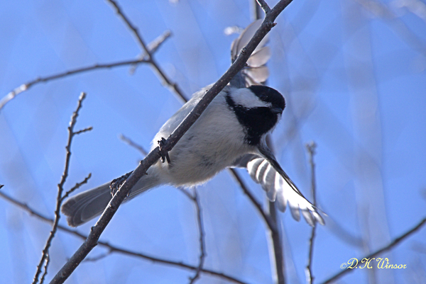 Chickadee  Taking Flight