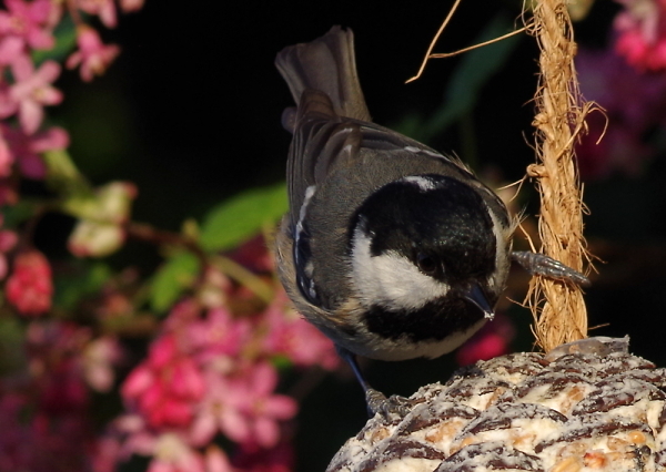 Coal Tit on fatball