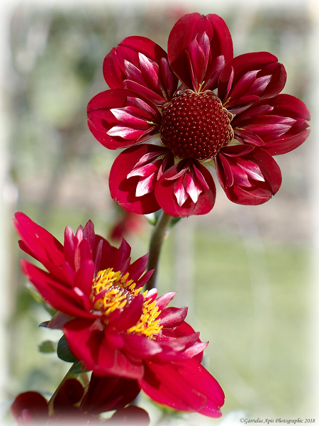 Collarette Dahlia (Dahlia Hootenanny; aka 'Swan Island')