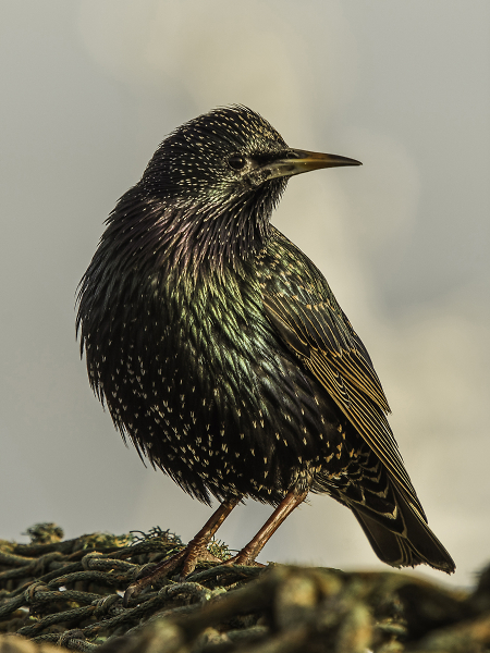 Common starling