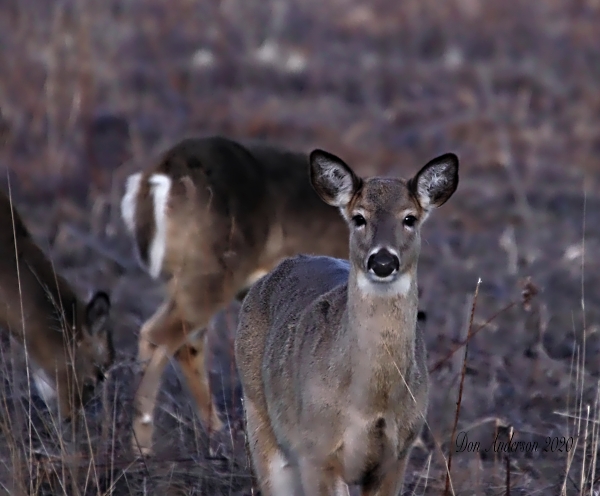 Deer in Field