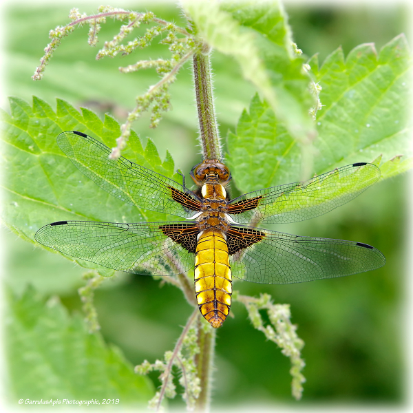 Female broad-bodied chaser (Libellula depressa)