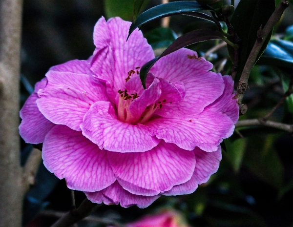 First bloom