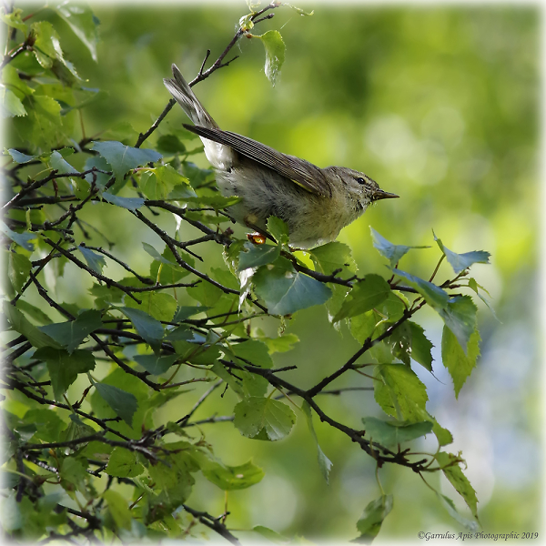 Juvenile Willow Warbler (Phylloscopus trochilus)