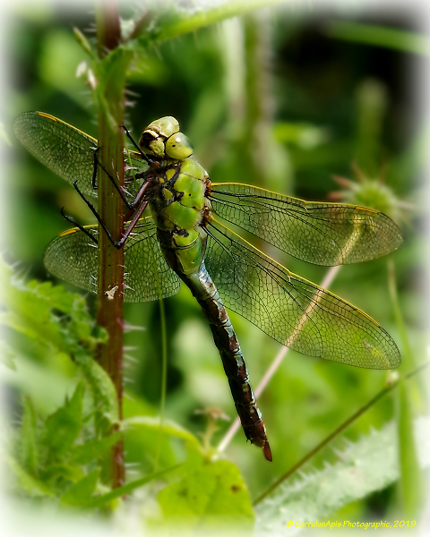Male Emperor Dragonfly (Anax imperator)