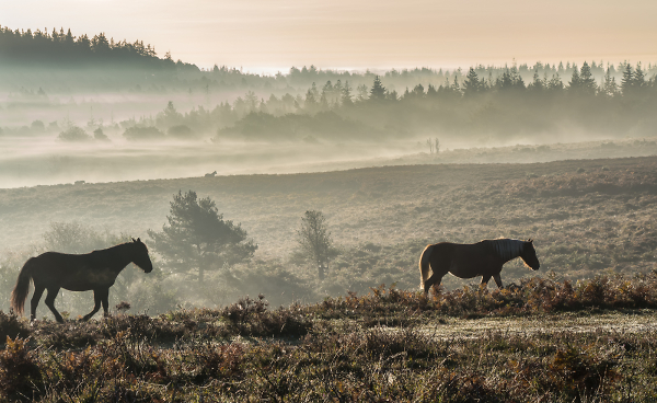 New Forest ponies at dawn