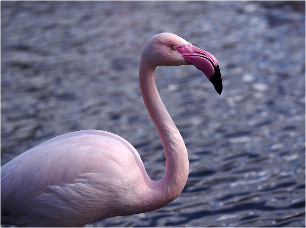 Pretty Flamingo