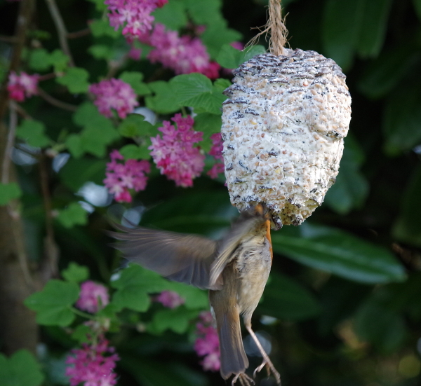 Robin in HummingBird mode