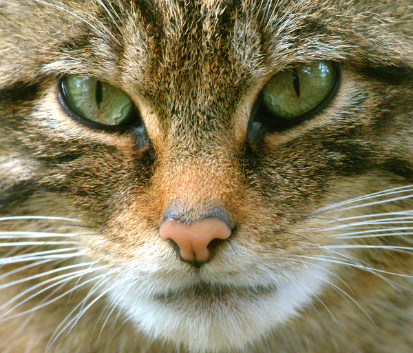 Scottish Wildcat