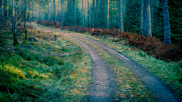 Walking Home In The Morning