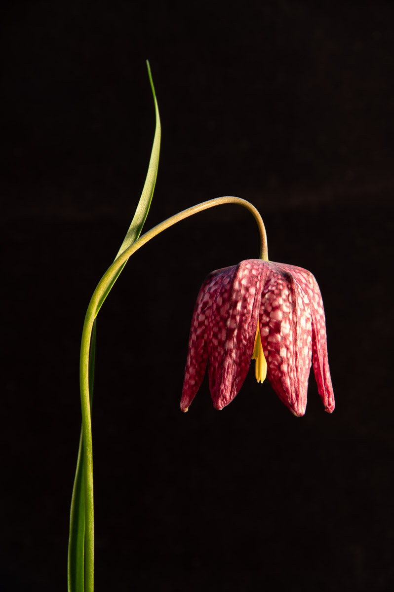 Fritillary.
