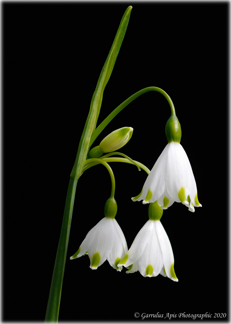 Spring Snowflake photographed in the garden