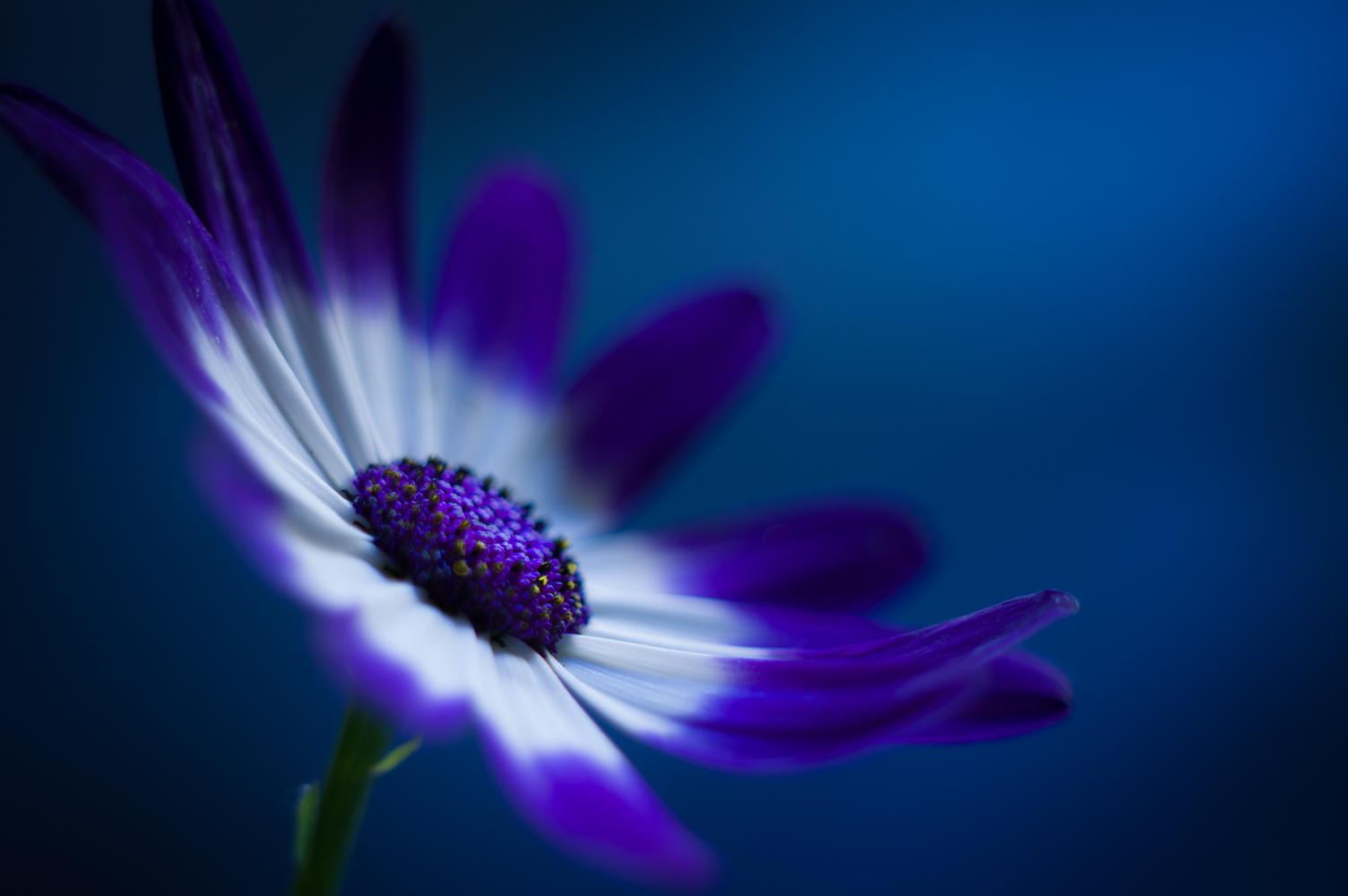 The Dancing Daisy 2
