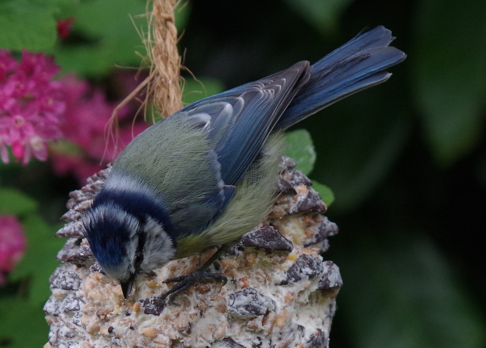 Bluetit Feeding