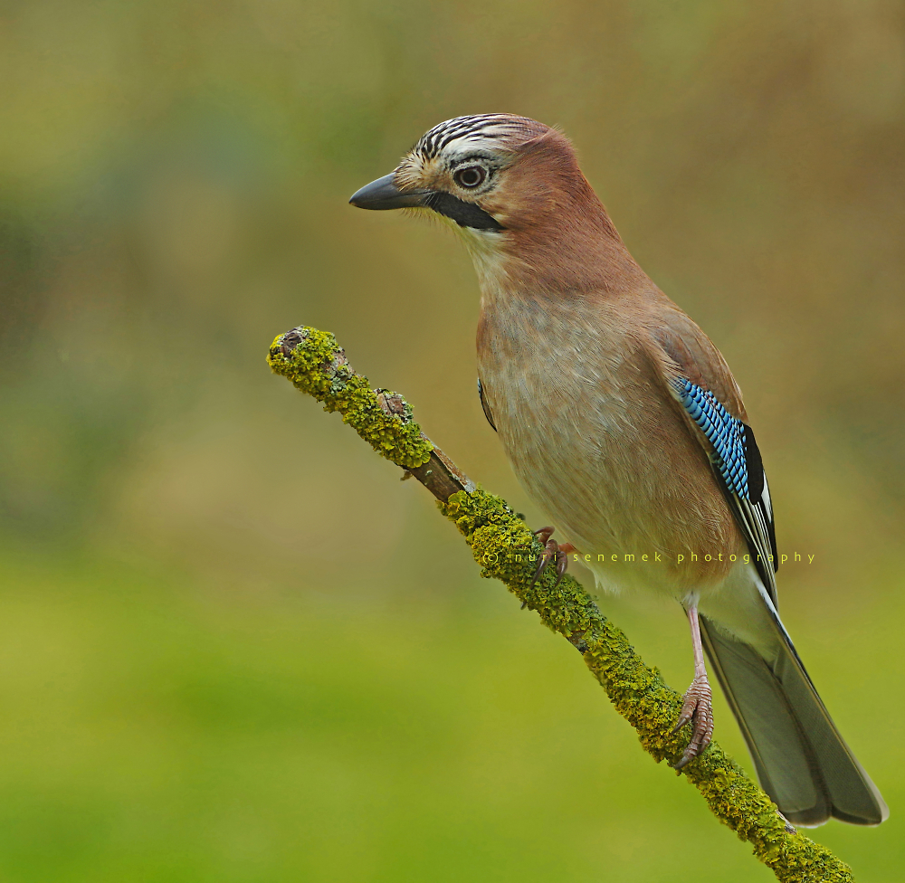 Eurasian jay