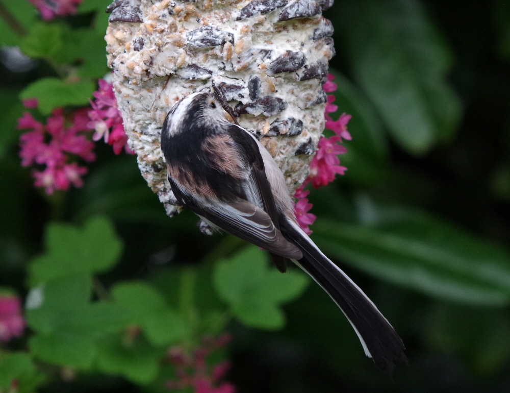 Long Tailed Tit on fatball
