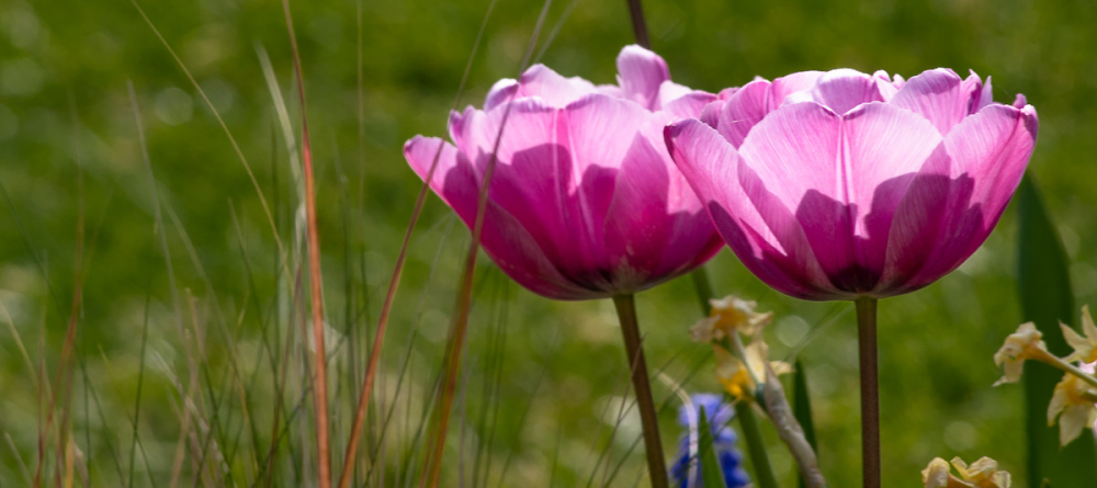 Purple Tulips.
