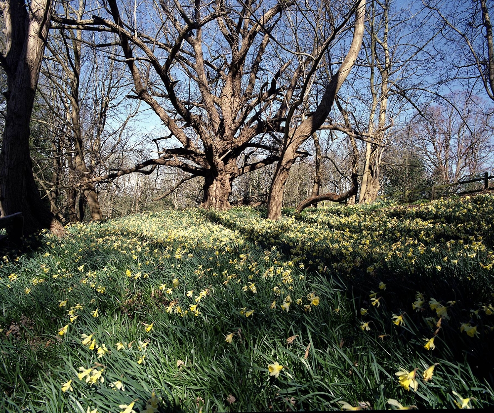 Spring Daffodils