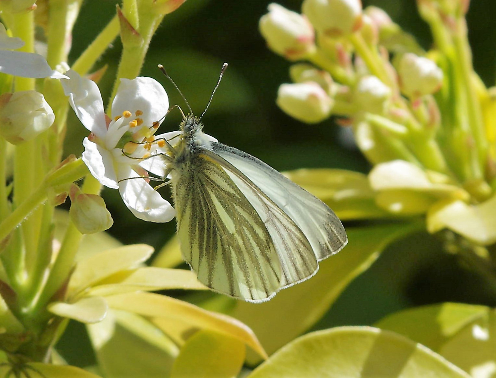 The Green Veined White