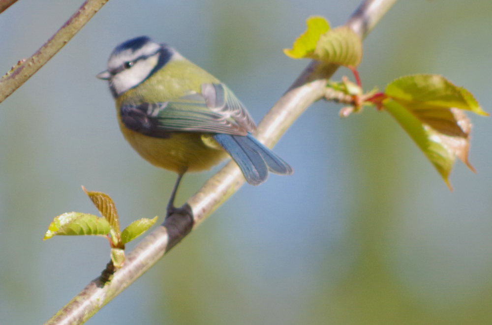 Young Blue Tit