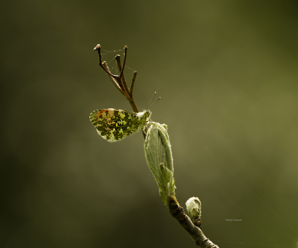 Anthocharis cardamines