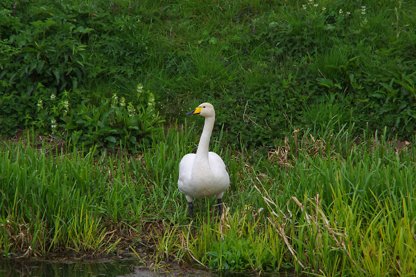Whooper Swan