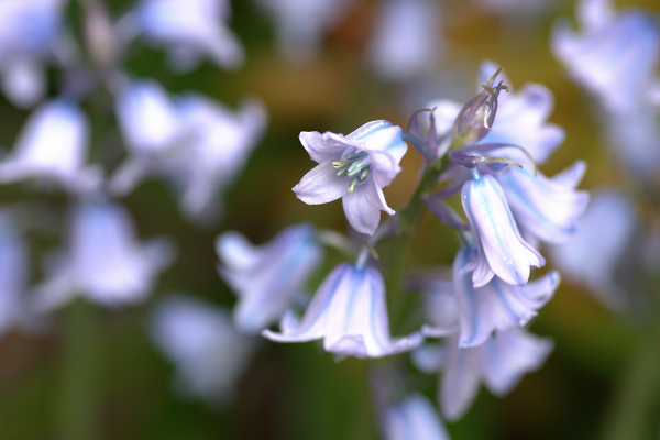 Blue Bell Season