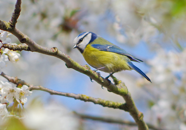 Blue Tit