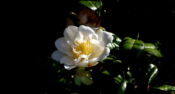 Camelia