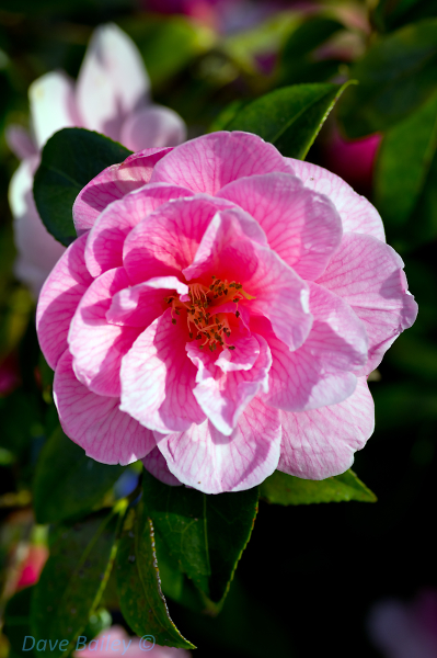 Camellia