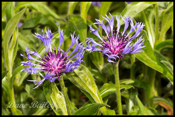 Cornflowers