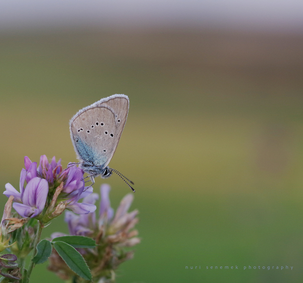cyaniris semiargus