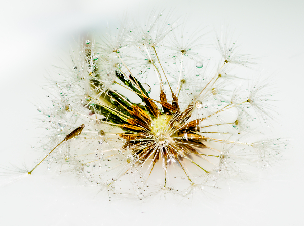 Dandelion clock