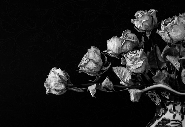 Dried Roses
