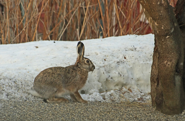 Easter morning's brown hare