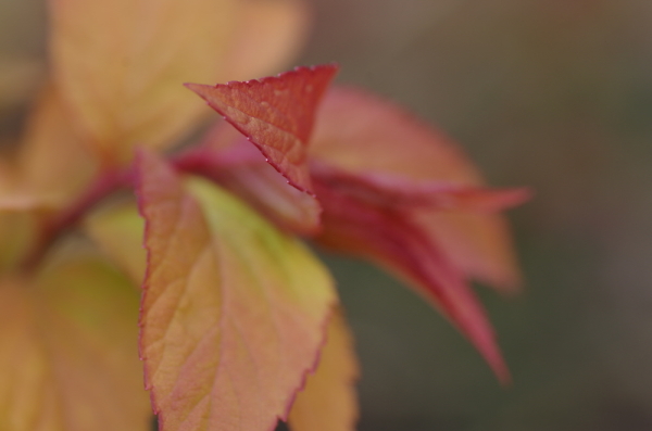 Emerging from the Blur