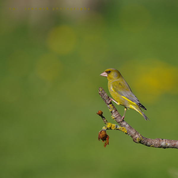 greenfinch