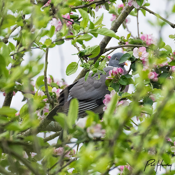 Ikebana Pigeon