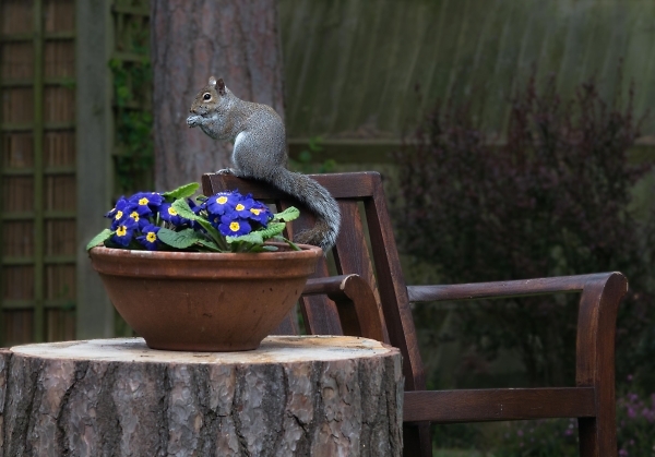 It's a Squirrel!