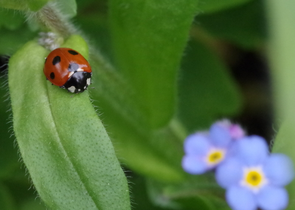Ladybird image (50% crop)