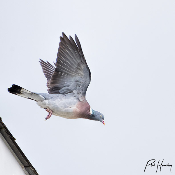 Launching Woodpigeon