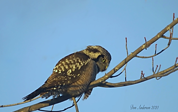 Northern Hawk Owl