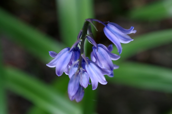 Our First Bluebells
